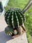 Preview: Echinopsis Hybr. multicolor